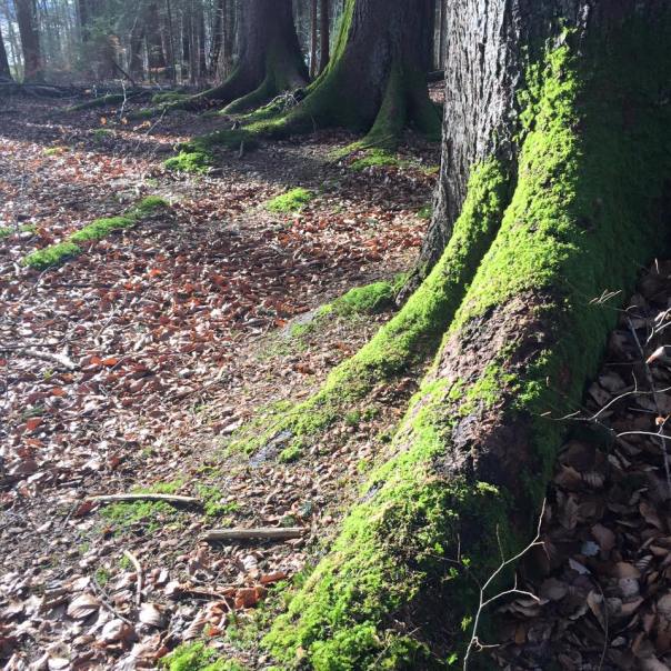 12645076_10205988416815482_3303278061324074423_n