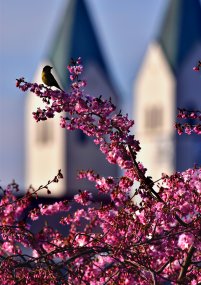 Dsc_3240-Kontrast-JPG-klein